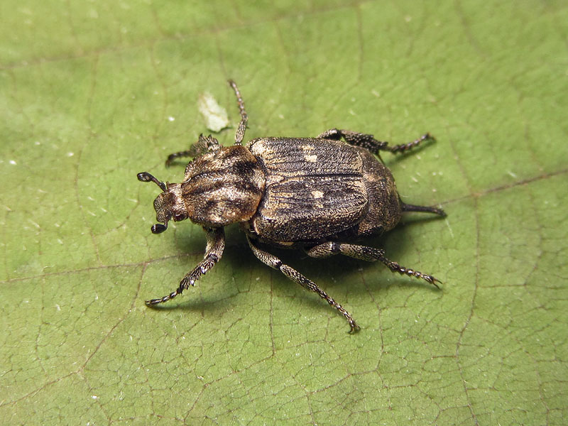 Cetoniidae: Valgus hemipterus, femmina